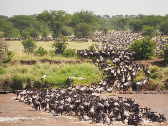 buffalo migration is messy and so is debugging your migration code